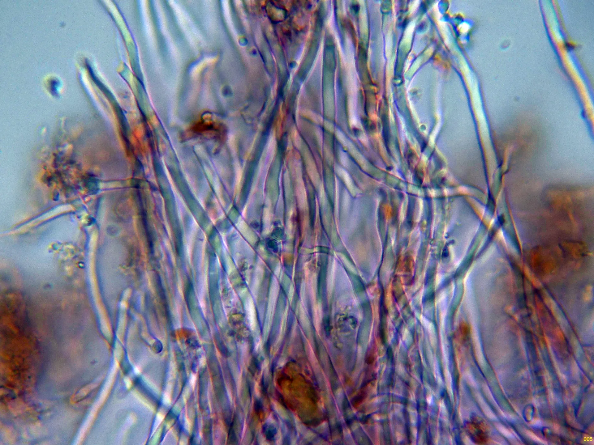 10 - Hifas subhimeniales-005